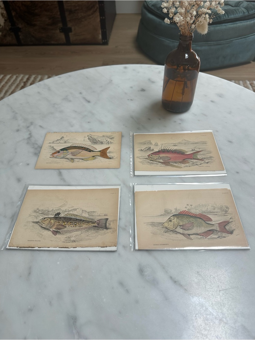 William Jardine's 19th-century The Naturalist's Library Chromolithographs